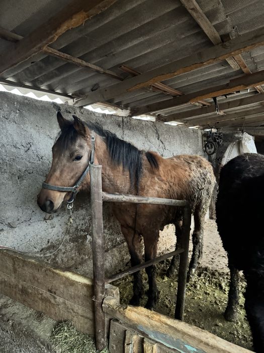 Семиз тай согым жылкы