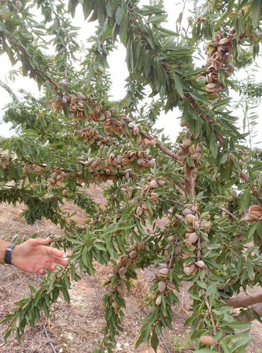 Саженцы для интенсивных садов миндаля