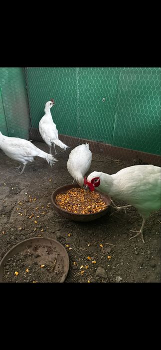 Fazani comuni colorati