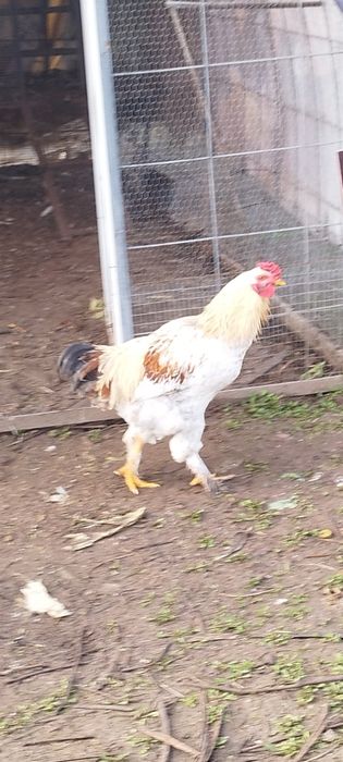 Продавам петлета