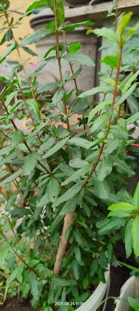 Rodiu de 8 ani, la ghiveci, aclimatizat, de plantat in gradina