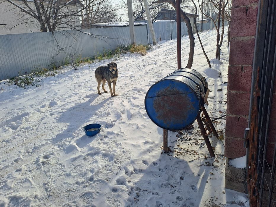Шенки тобет девочки и мальчики