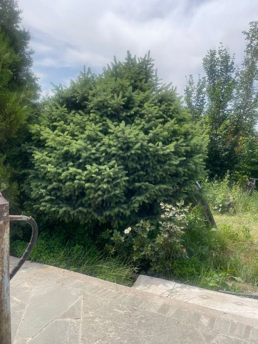 Елки живые для ландшафта