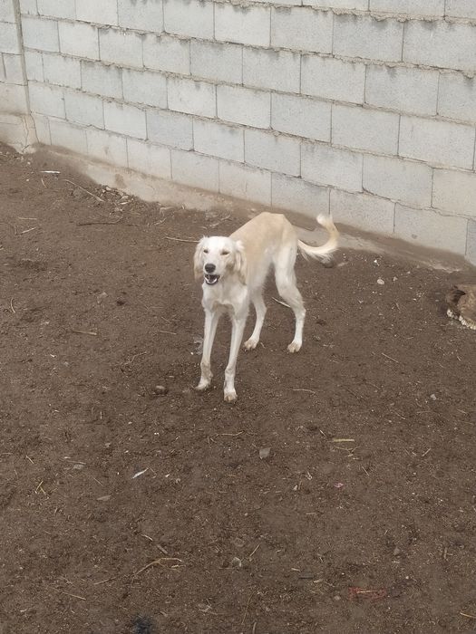 Продам тазы топ .