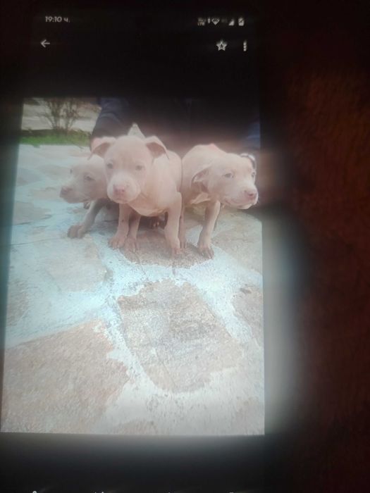 Продавам малки питболи