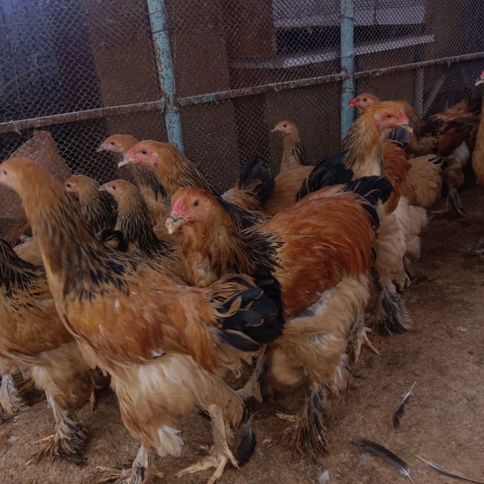 Брама полевая продам