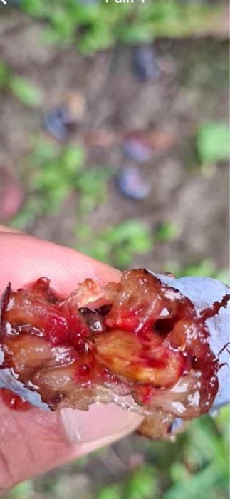 Prune pentru țuică de casă – preț bun