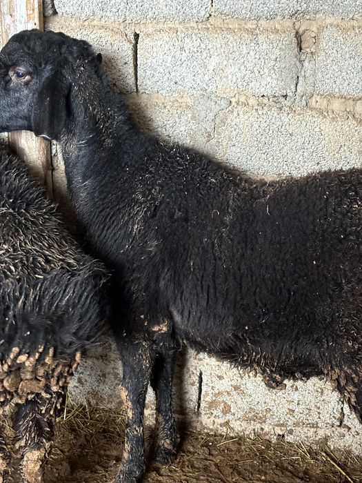 Бордақы қошқар сатылады