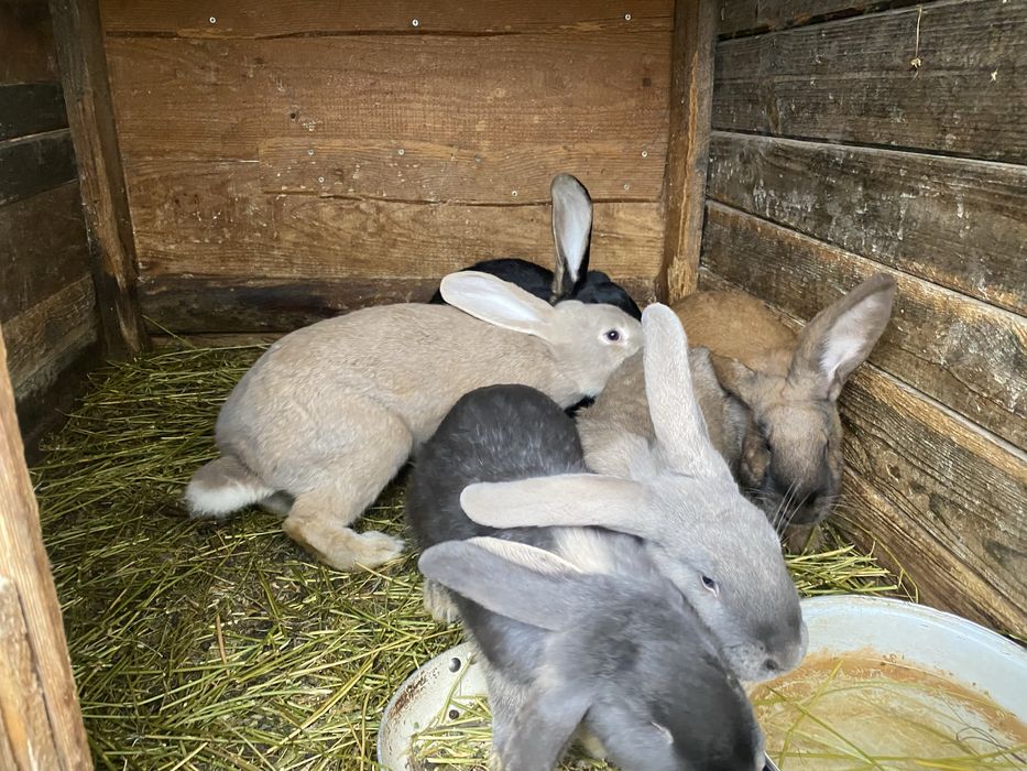 Vand iepuri de rasa albastru vienez cu belgian