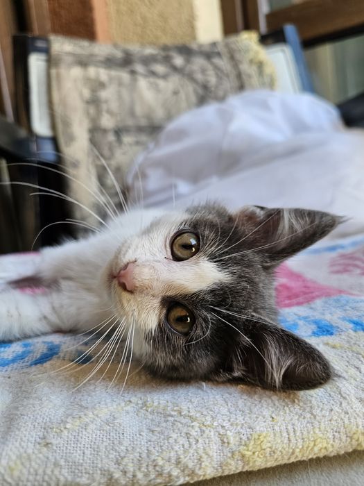 Мъжко коте за осиновяване