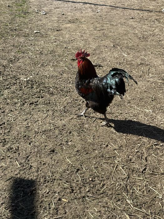 Vand Gaini si cocosi