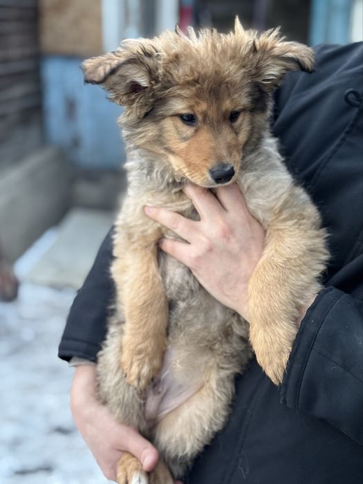 Ухоженные щенки ищут дом