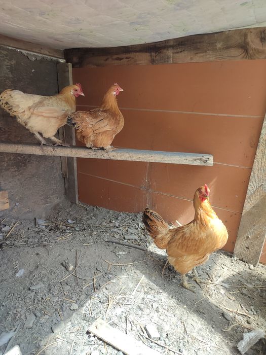 Карликовые куры карлики