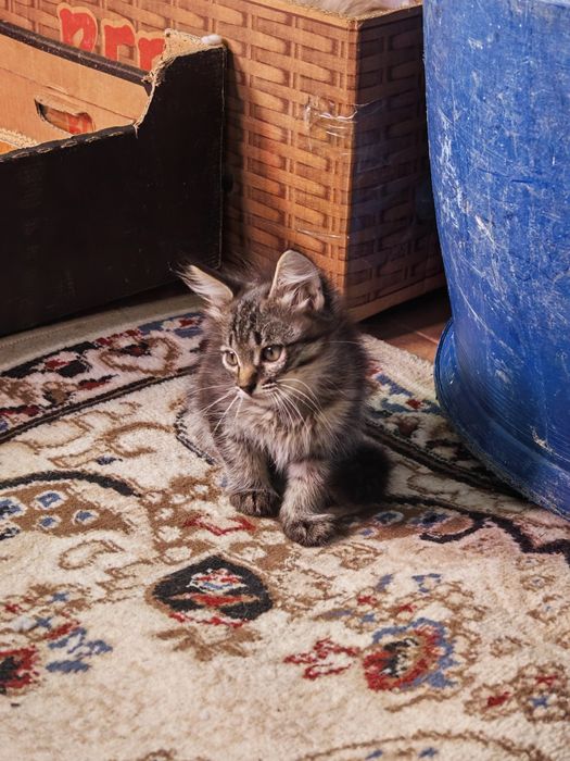 Котята в добрые руки (бесплатно)