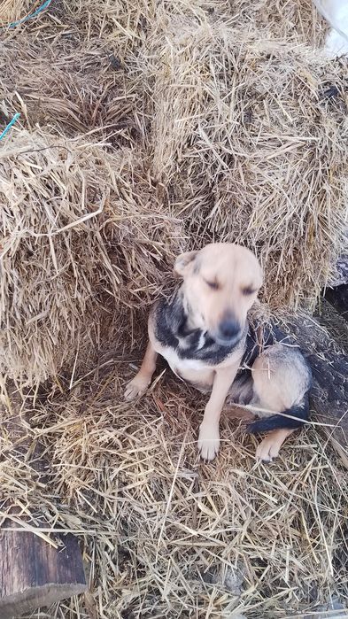 Donez căței talie mica