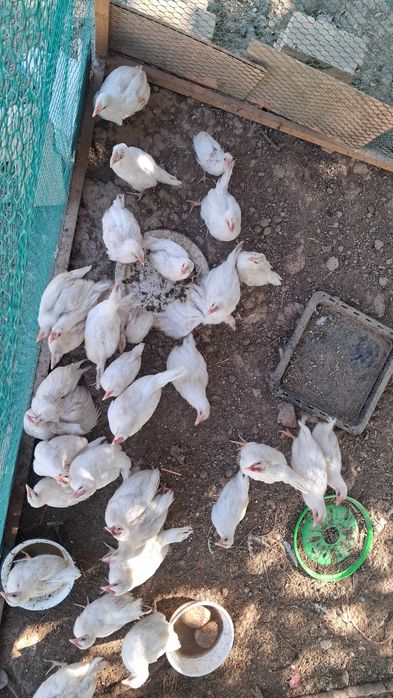 Uy qurilishi jinsiy nasos