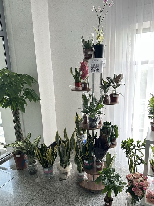 Комнатные цветы по 3500