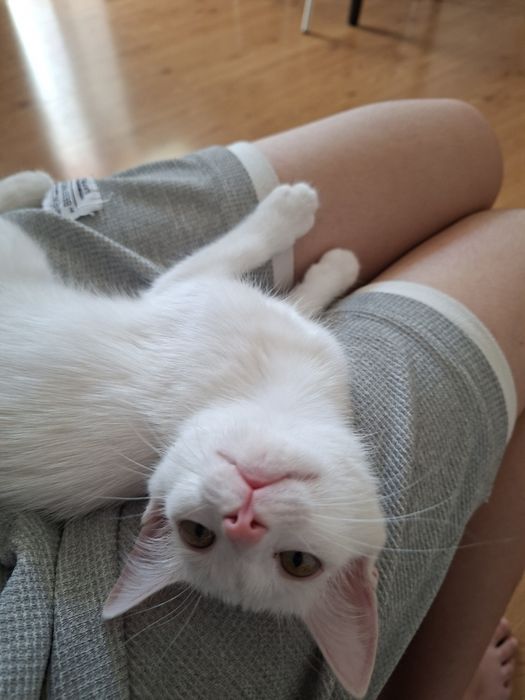 белый котенок девочка