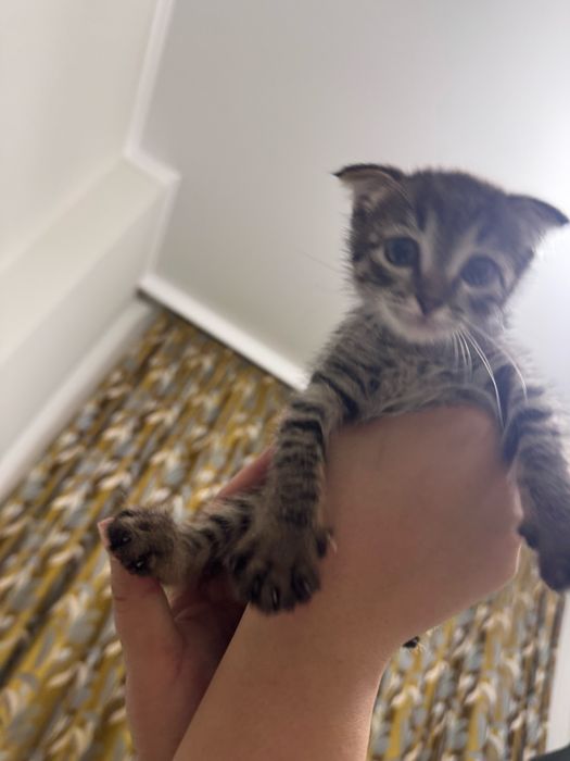 Продам веслоухую кошку