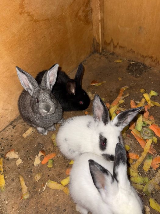 Quyonlar sotiladi кролик