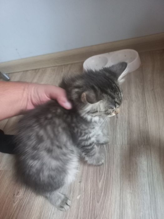 Mushuk ona 2 ta bollasi bilan tekinga