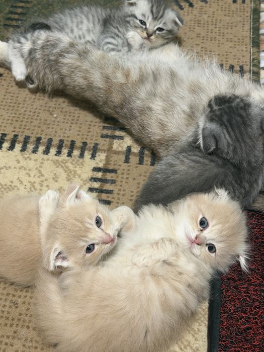 Продаются котата скотиш фолд
