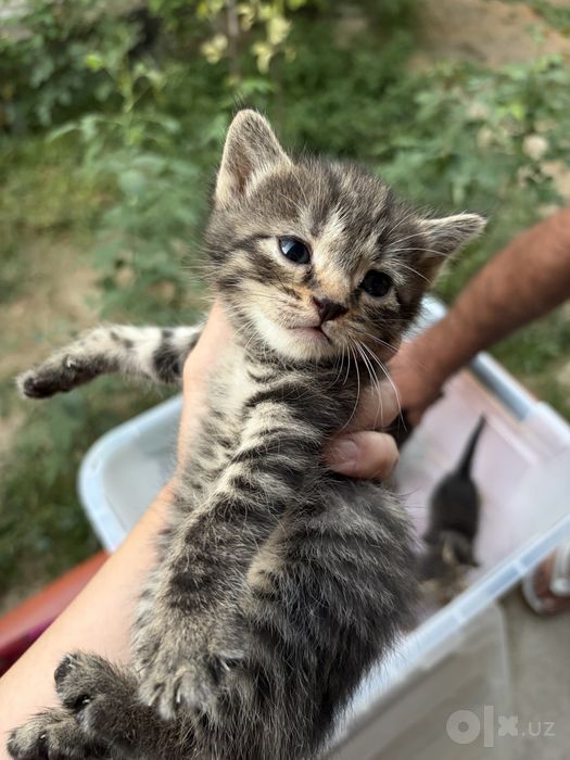 Котята, 1 месяц, домашние! В любящие руки.