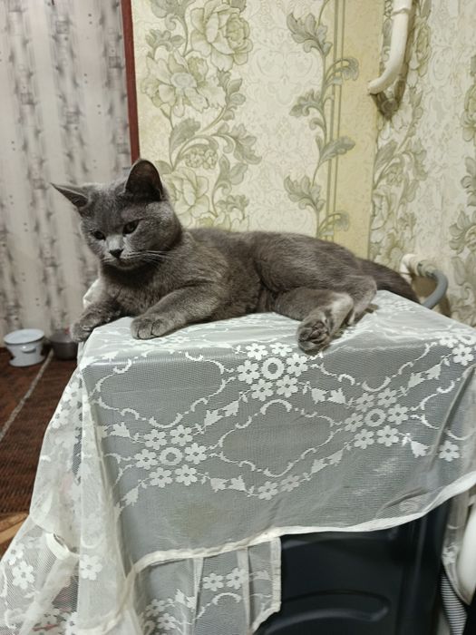 Айол мушук сотилади