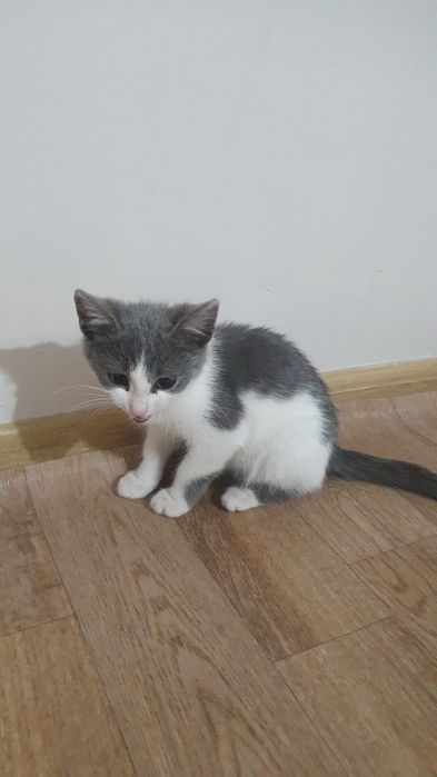 Котенок мальчик 2-3месяца