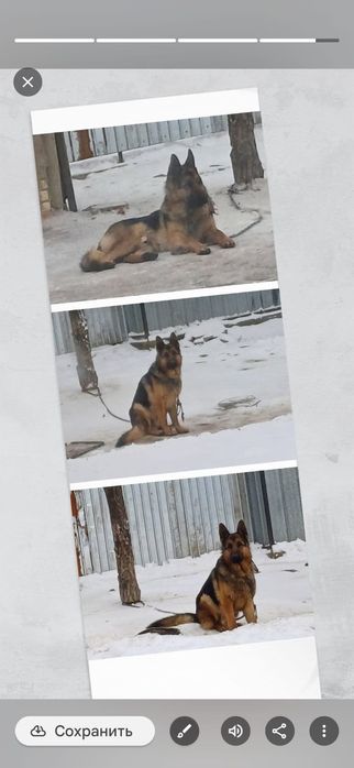 Немецкая овчарка