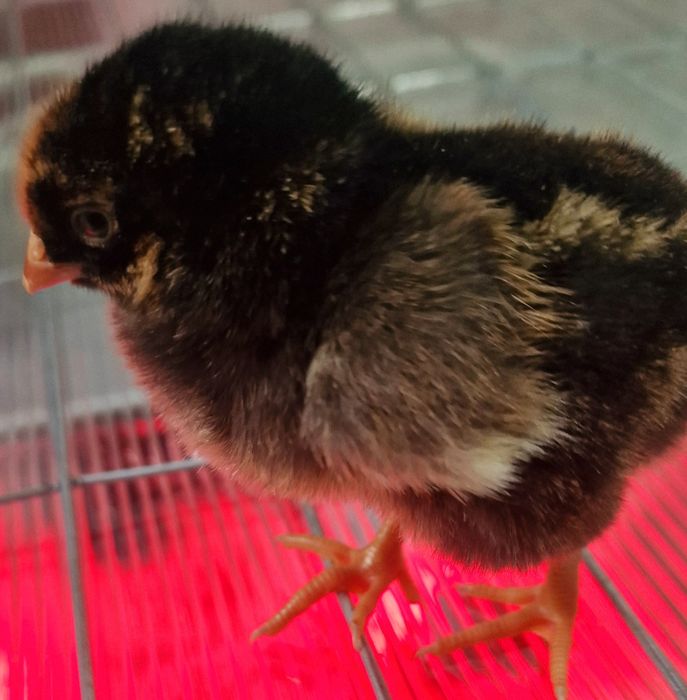 Vând pui wyandotte (metis)