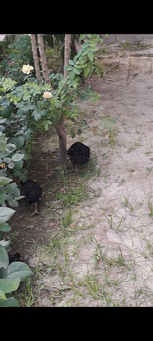 Avstralop jojalari sotiladi n soni 40 ta hovlida yuribdi