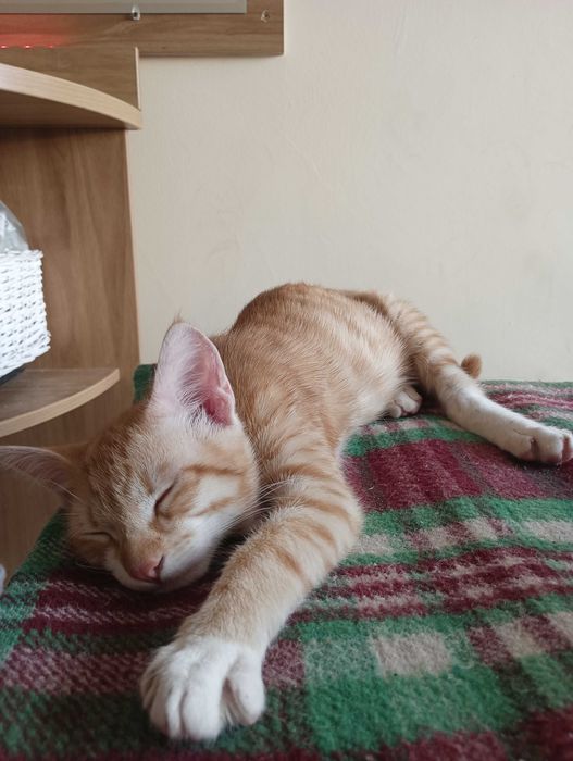 котки котки котки