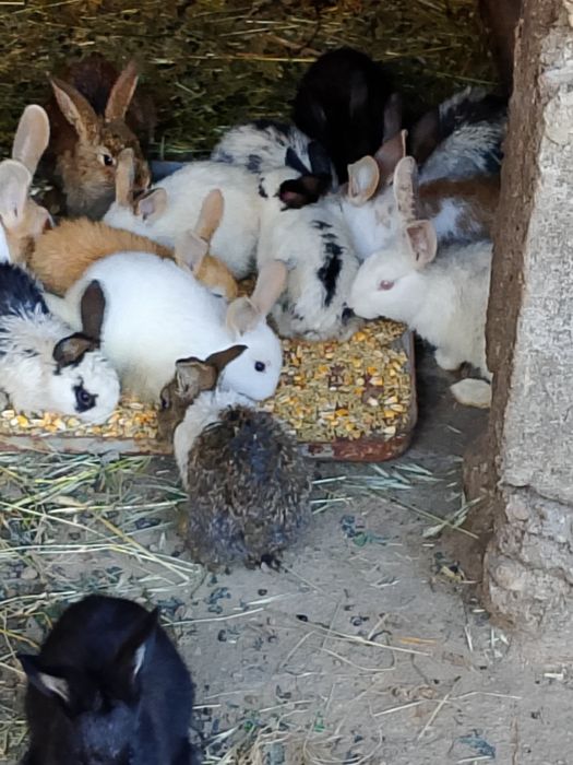 Vînd iepurași toate culorile