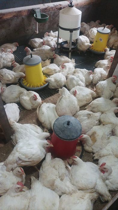 Puicuțe kabir și pui albi de carne