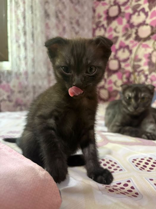Продаются котята не дорого