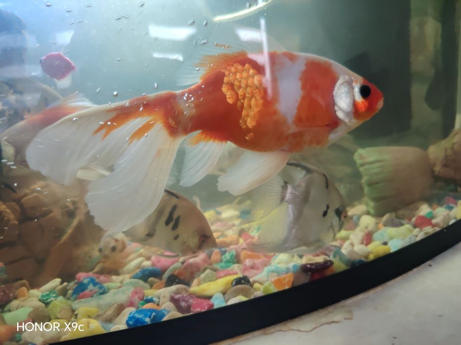 Akvarium Baliqlar 3ta kottasi sotiladi