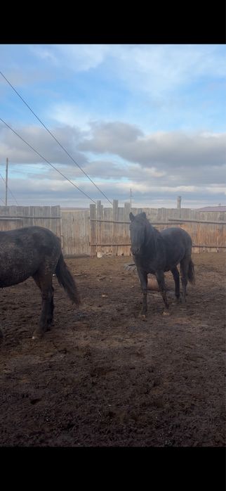 Полтарашка сатылады