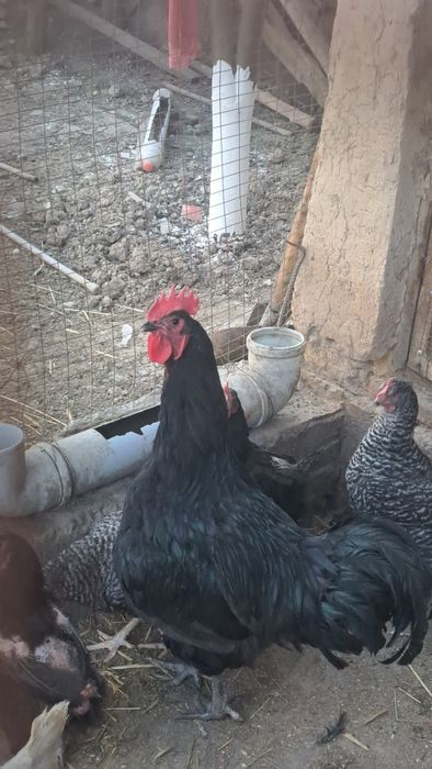 Джерсийский гигант