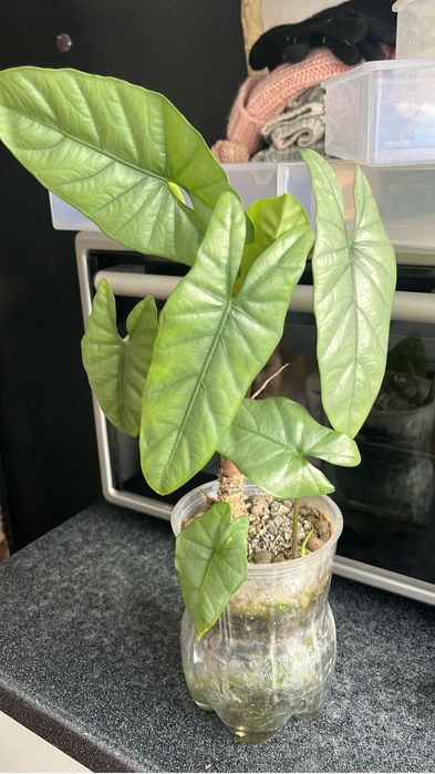 Алоказия Коразон