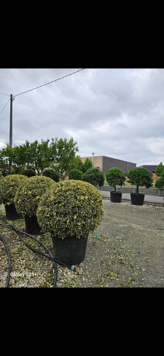 Vând ilex globular