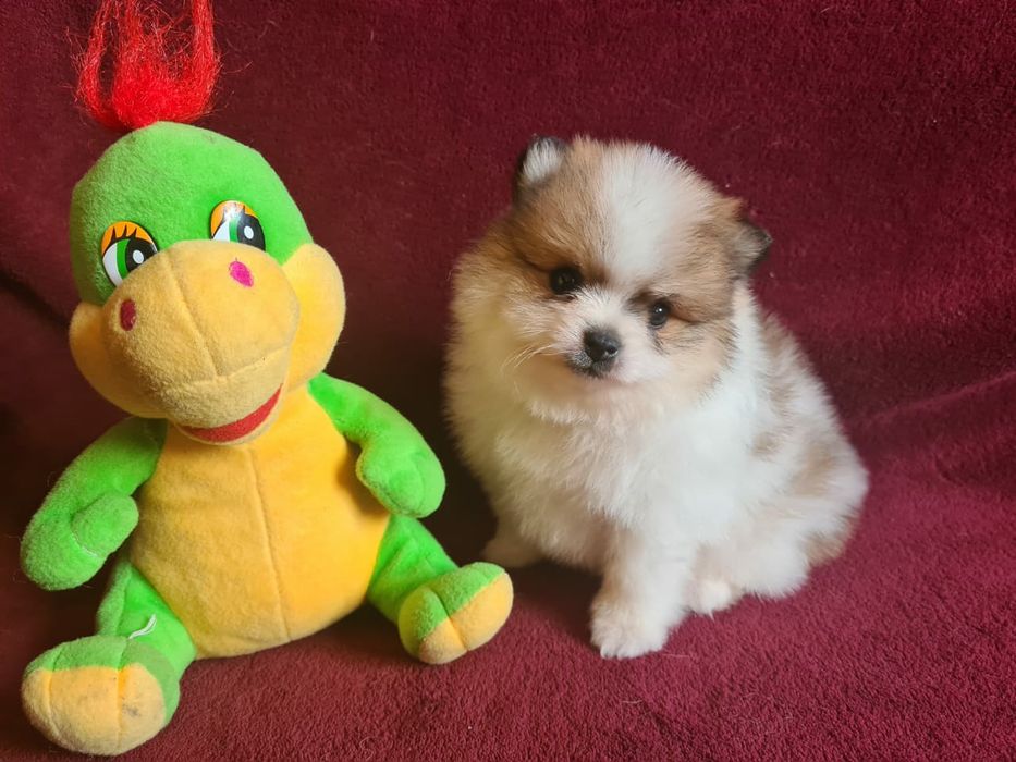 Продам щенков шпица