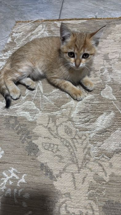 котята бесплатно