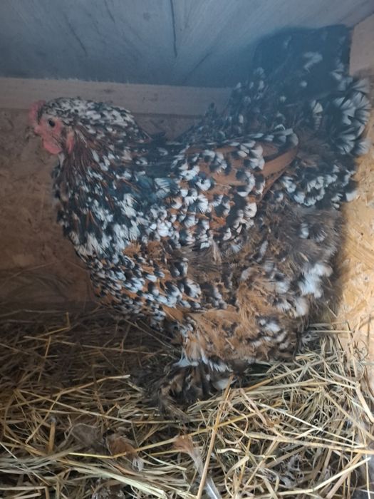 Vand oua Brahma portelan