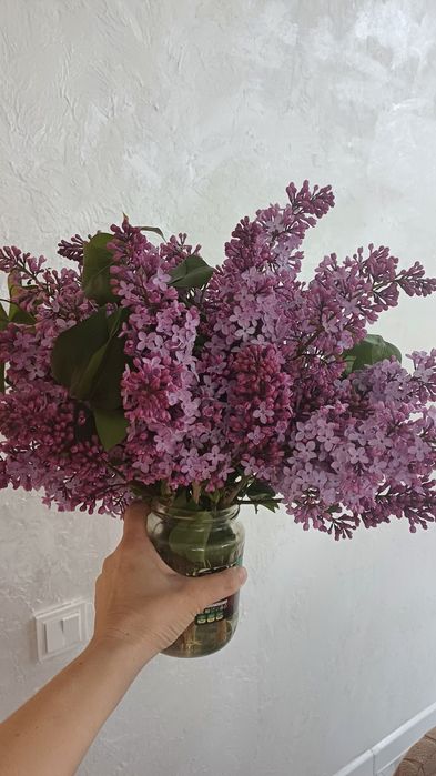 Сирень 1000тг ...и вышеее