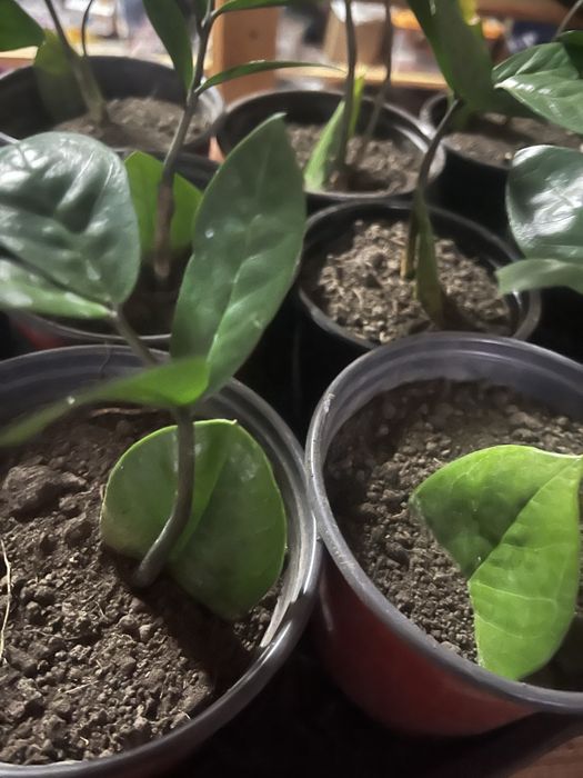 Продам цветок замиакулькас