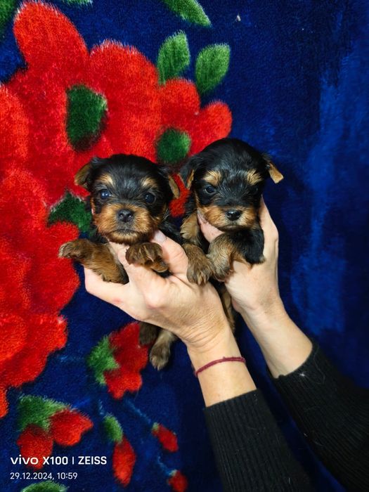 Продам щенков породы йоркширский терьер