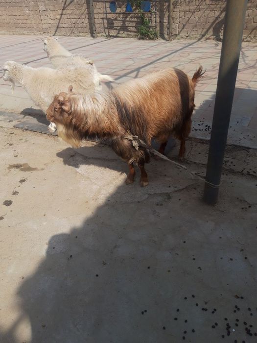 Zotli taka 3 yosh yeb ichishi yaxshi kasali yoq