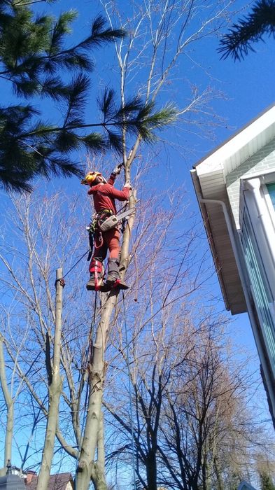 Пилим деревья бесплатно