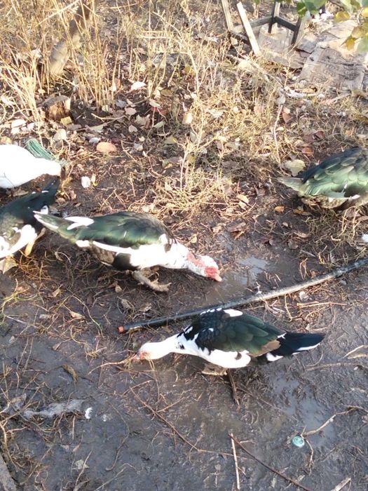 Продам индоуток ,штучно или семьей